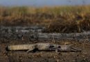 Pantanal e Amazônia enfrentaram piores incêndios em quase 20 anos, aponta observatório europeu