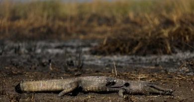 Pantanal e Amazônia enfrentaram piores incêndios em quase 20 anos, aponta observatório europeu