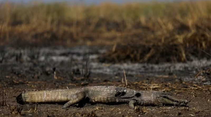 Pantanal e Amazônia enfrentaram piores incêndios em quase 20 anos, aponta observatório europeu